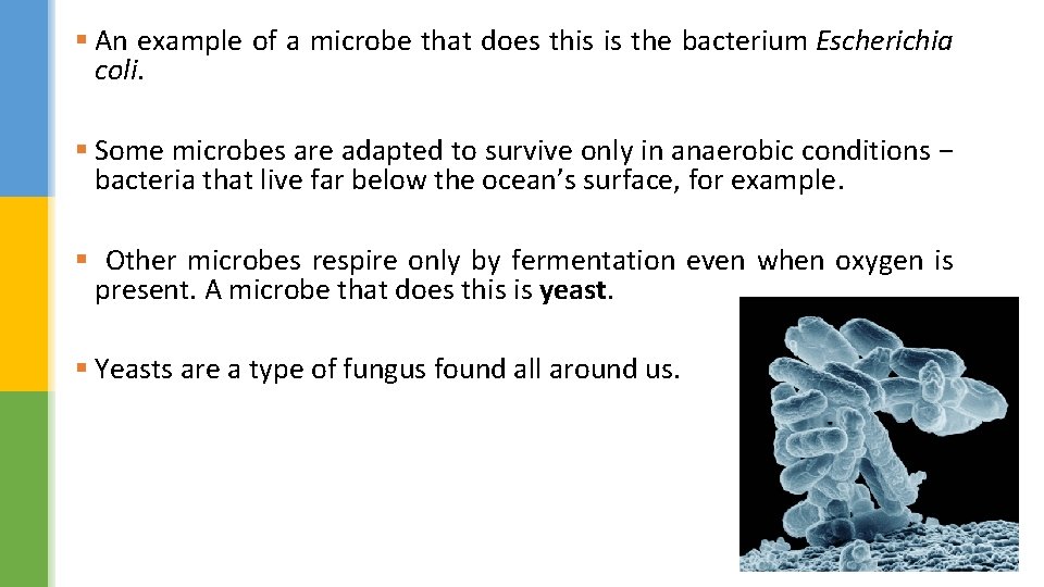 § An example of a microbe that does this is the bacterium Escherichia coli.