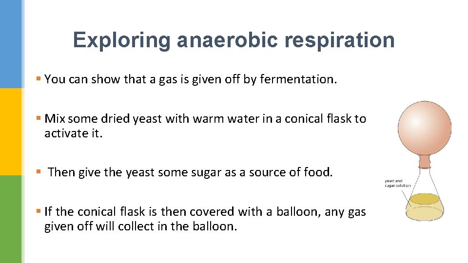 Exploring anaerobic respiration § You can show that a gas is given off by