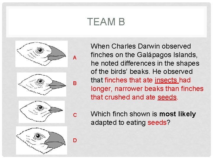 TEAM B A B C D When Charles Darwin observed finches on the Galápagos