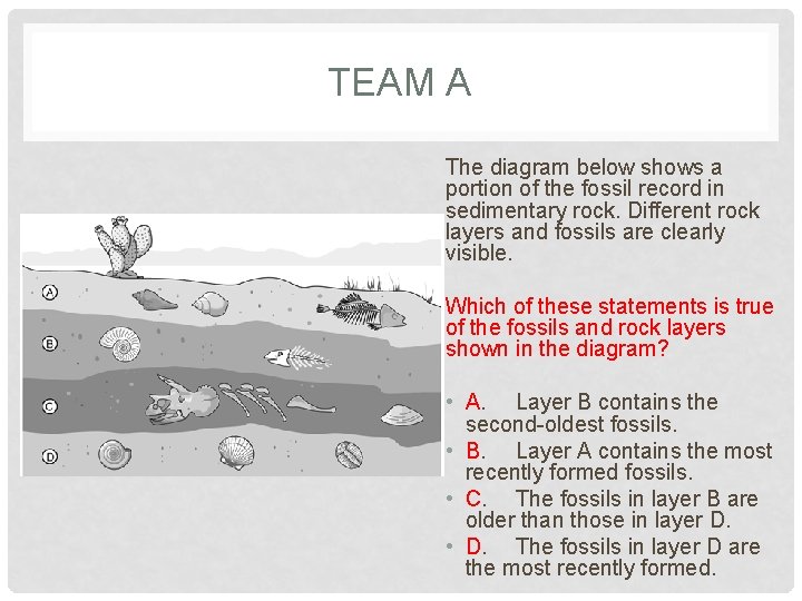 TEAM A The diagram below shows a portion of the fossil record in sedimentary