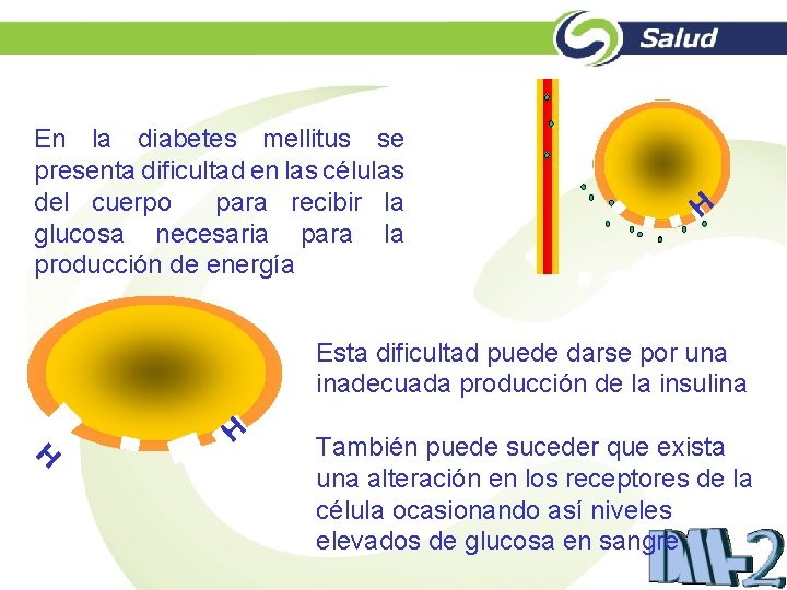 En la diabetes mellitus se presenta dificultad en las células del cuerpo para recibir