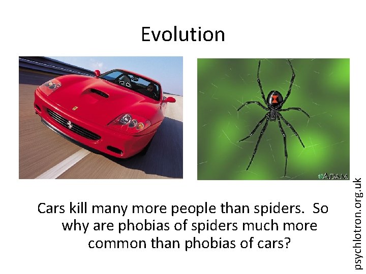 Cars kill many more people than spiders. So why are phobias of spiders much