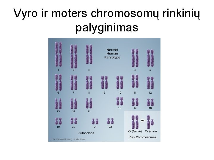 Vyro ir moters chromosomų rinkinių palyginimas 