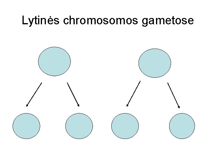 Lytinės chromos gametose 