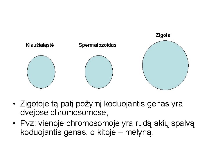 Zigota Kiaušialąstė Spermatozoidas • Zigotoje tą patį požymį koduojantis genas yra dvejose chromose; •