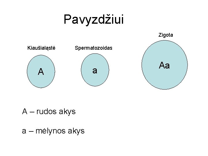 Pavyzdžiui Zigota Kiaušialąstė Spermatozoidas A A – rudos akys a – mėlynos akys a