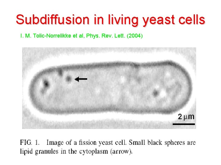 Subdiffusion in living yeast cells I. M. Tolic-Norrelikke et al, Phys. Rev. Lett. (2004)