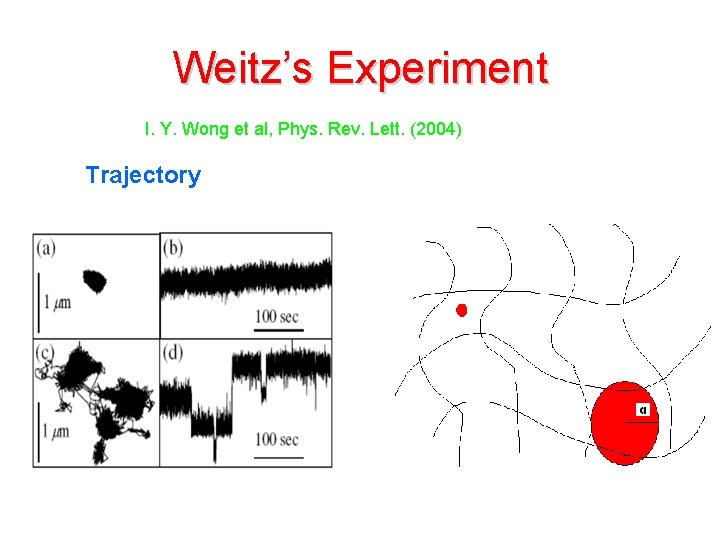 Weitz’s Experiment I. Y. Wong et al, Phys. Rev. Lett. (2004) Trajectory 