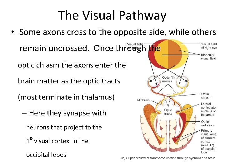 The Visual Pathway • Some axons cross to the opposite side, while others remain