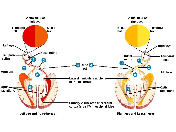 Visual field of left eye Temporal half Visual field of right eye Nasal half