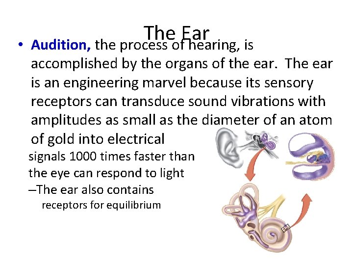  • The Ear Audition, the process of hearing, is accomplished by the organs