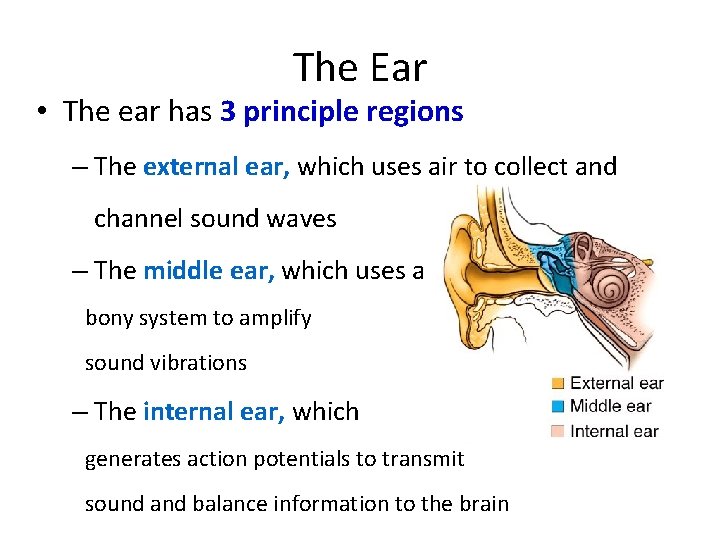 The Ear • The ear has 3 principle regions – The external ear, which