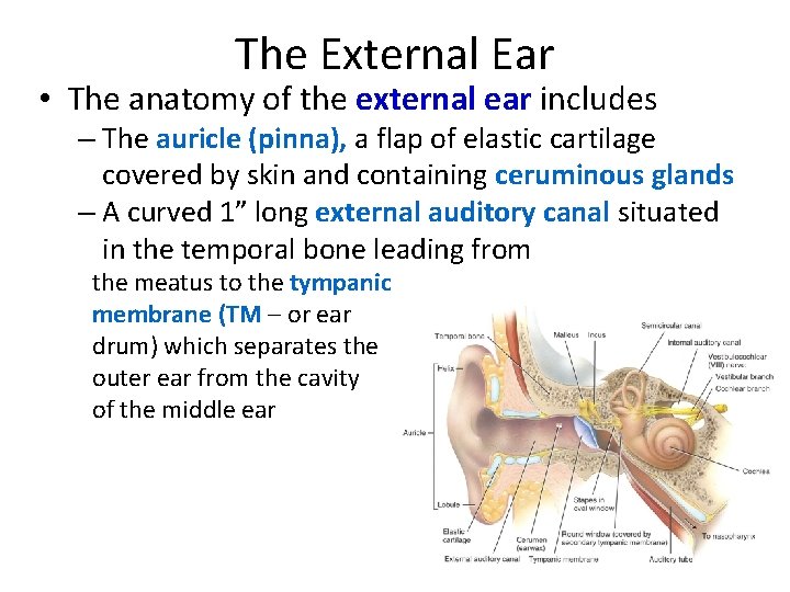 The External Ear • The anatomy of the external ear includes – The auricle