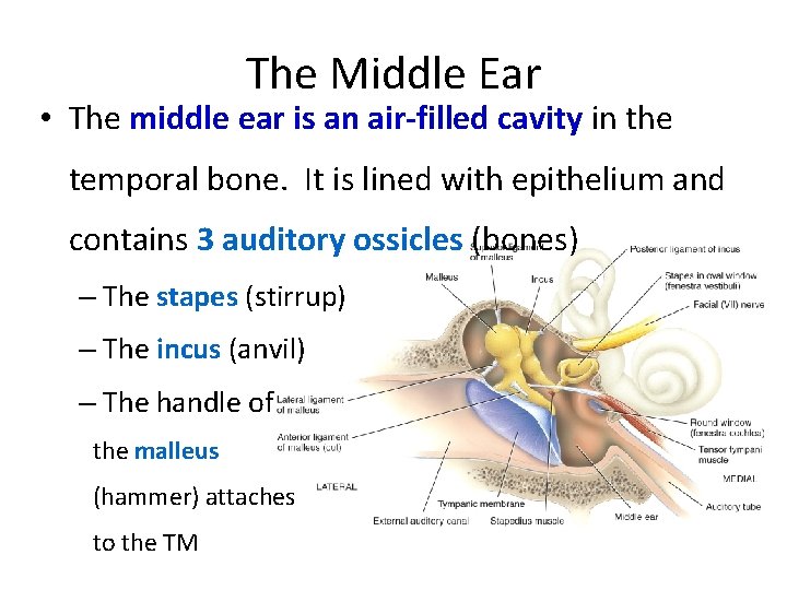 The Middle Ear • The middle ear is an air-filled cavity in the temporal