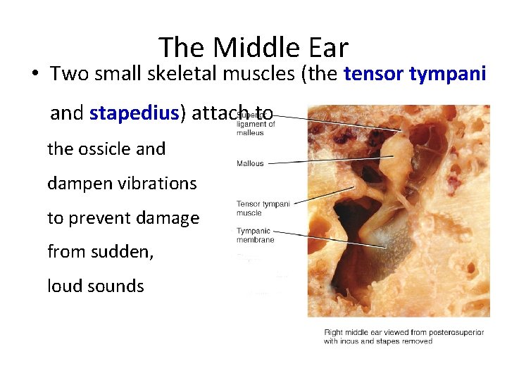 The Middle Ear • Two small skeletal muscles (the tensor tympani and stapedius) attach