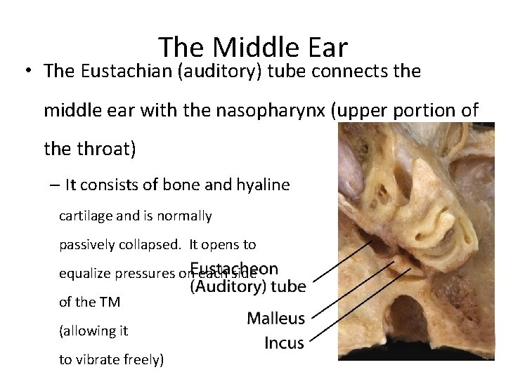 The Middle Ear • The Eustachian (auditory) tube connects the middle ear with the