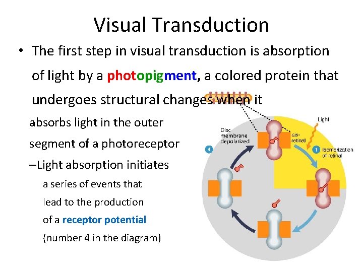 Visual Transduction • The first step in visual transduction is absorption of light by