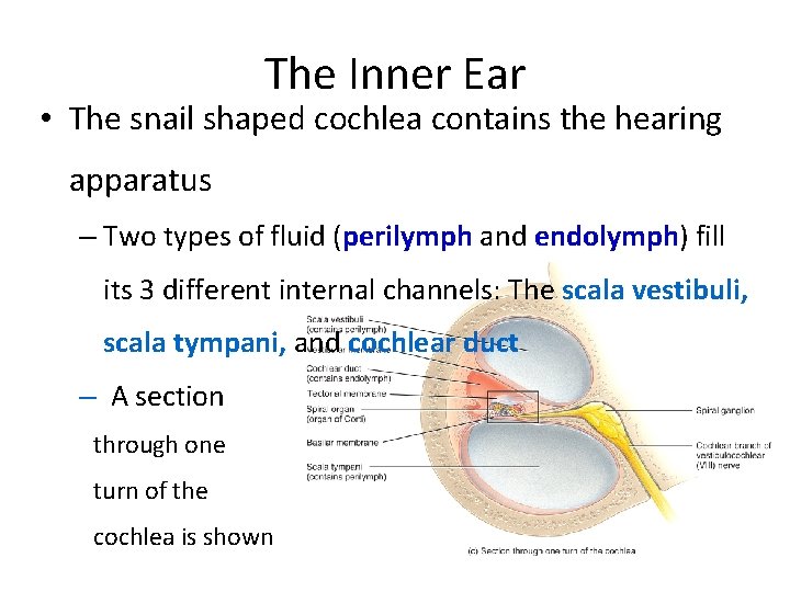 The Inner Ear • The snail shaped cochlea contains the hearing apparatus – Two