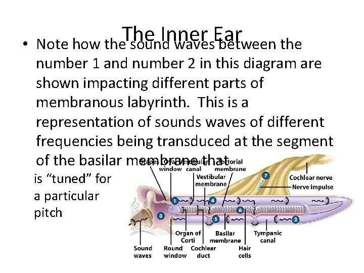  • The Inner Ear Note how the sound waves between the number 1