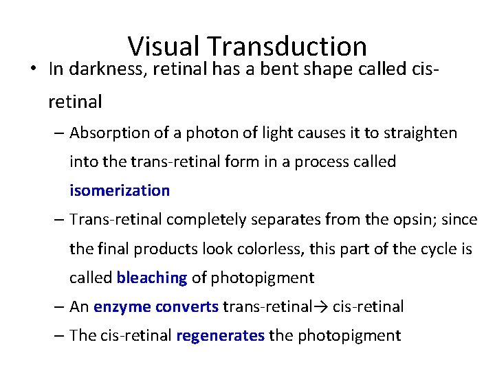 Visual Transduction • In darkness, retinal has a bent shape called cisretinal – Absorption