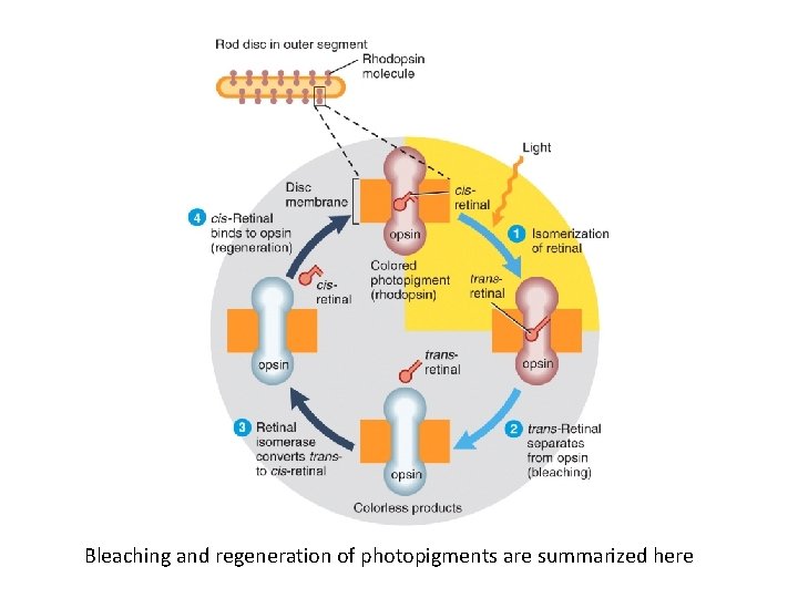 Bleaching and regeneration of photopigments are summarized here 