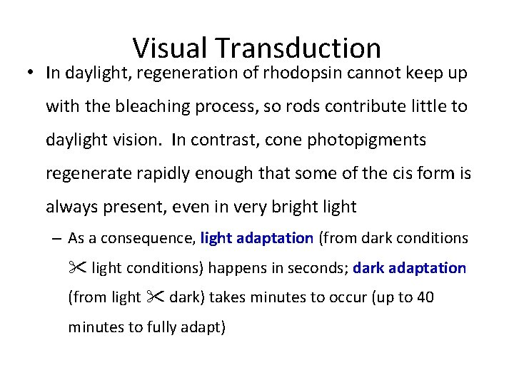 Visual Transduction • In daylight, regeneration of rhodopsin cannot keep up with the bleaching