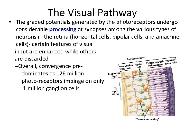The Visual Pathway • The graded potentials generated by the photoreceptors undergo considerable processing