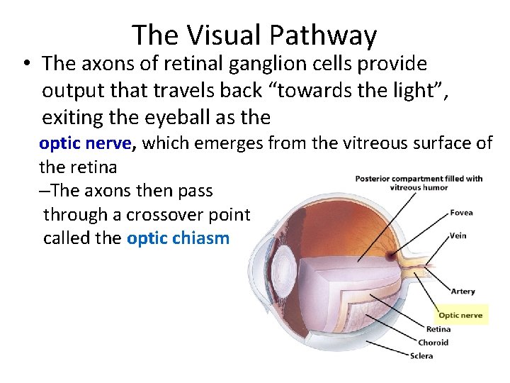 The Visual Pathway • The axons of retinal ganglion cells provide output that travels