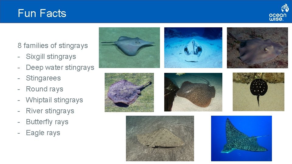 Fun Facts 8 families of stingrays - Sixgill stingrays - Deep water stingrays -