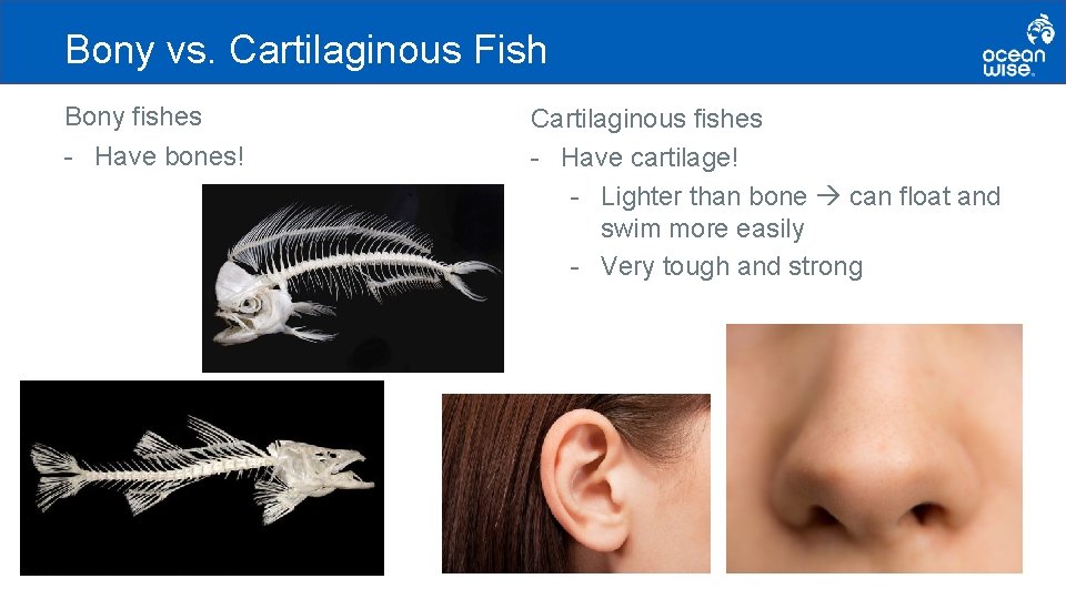 Bony vs. Cartilaginous Fish Bony fishes - Have bones! Cartilaginous fishes - Have cartilage!