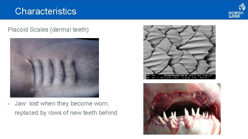 Characteristics Placoid Scales (dermal teeth) - Jaw: lost when they become worn, replaced by