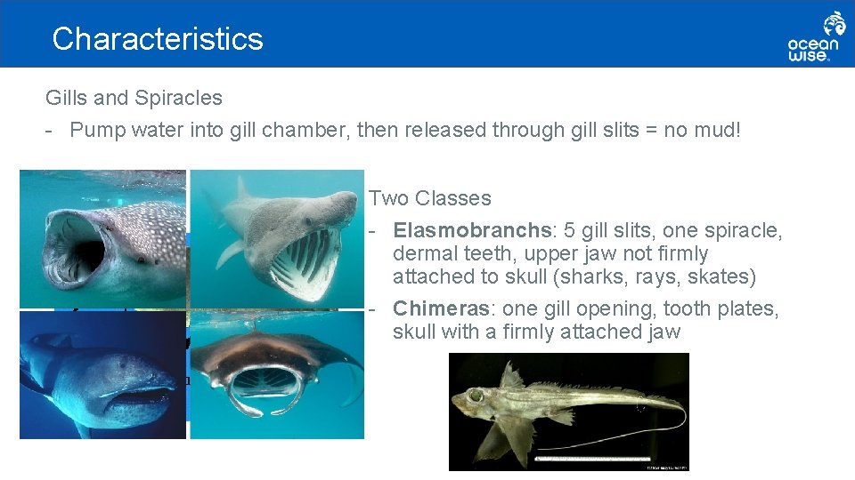 Characteristics Gills and Spiracles - Pump water into gill chamber, then released through gill