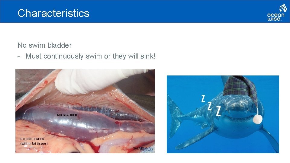 Characteristics No swim bladder - Must continuously swim or they will sink! 