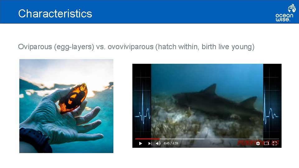 Characteristics Oviparous (egg-layers) vs. ovoviviparous (hatch within, birth live young) 