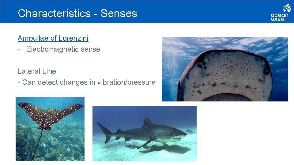 Characteristics - Senses Ampullae of Lorenzini - Electromagnetic sense Lateral Line - Can detect