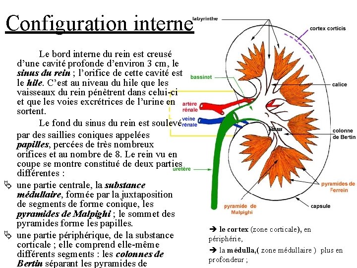 Configuration interne Le bord interne du rein est creusé d’une cavité profonde d’environ 3