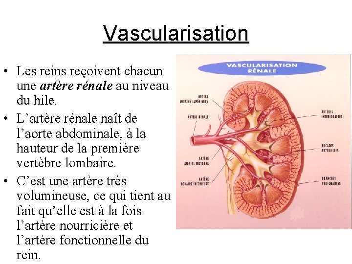 Vascularisation • Les reins reçoivent chacun une artère rénale au niveau du hile. •