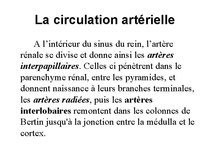 La circulation artérielle A l’intérieur du sinus du rein, l’artère rénale se divise et