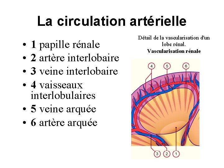 La circulation artérielle • • 1 papille rénale 2 artère interlobaire 3 veine interlobaire