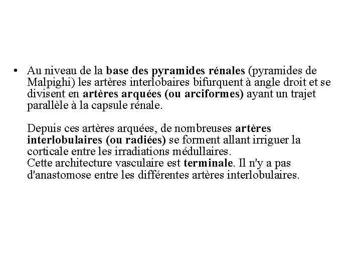  • Au niveau de la base des pyramides rénales (pyramides de Malpighi) les