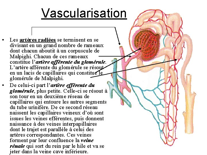 Vascularisation • Les artères radiées se terminent en se divisant en un grand nombre
