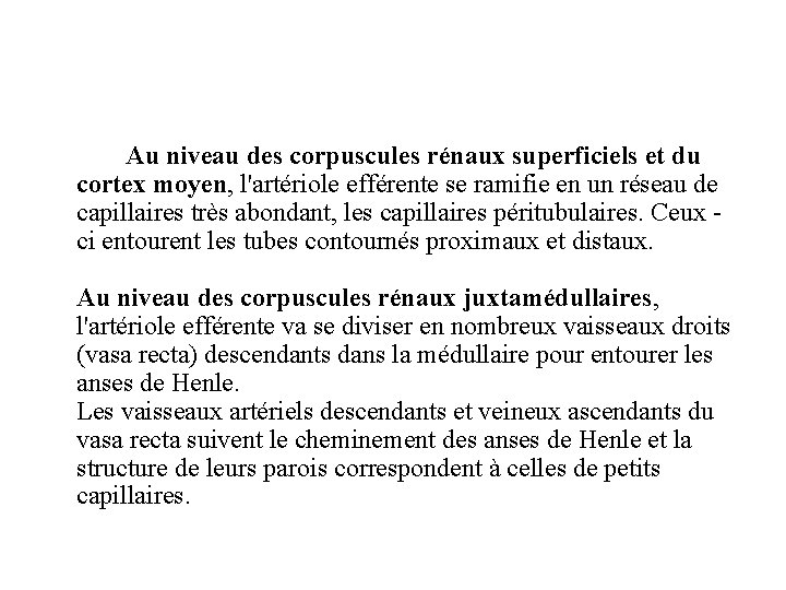 Au niveau des corpuscules rénaux superficiels et du cortex moyen, l'artériole efférente se ramifie