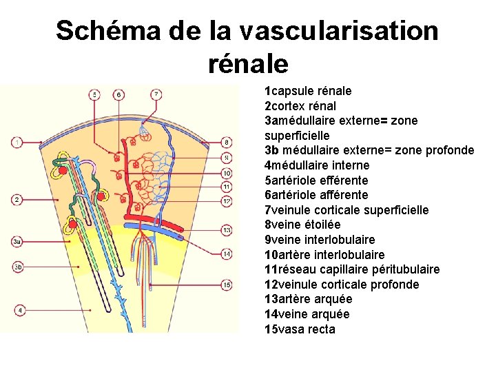 Schéma de la vascularisation rénale 1 capsule rénale 2 cortex rénal 3 amédullaire externe=