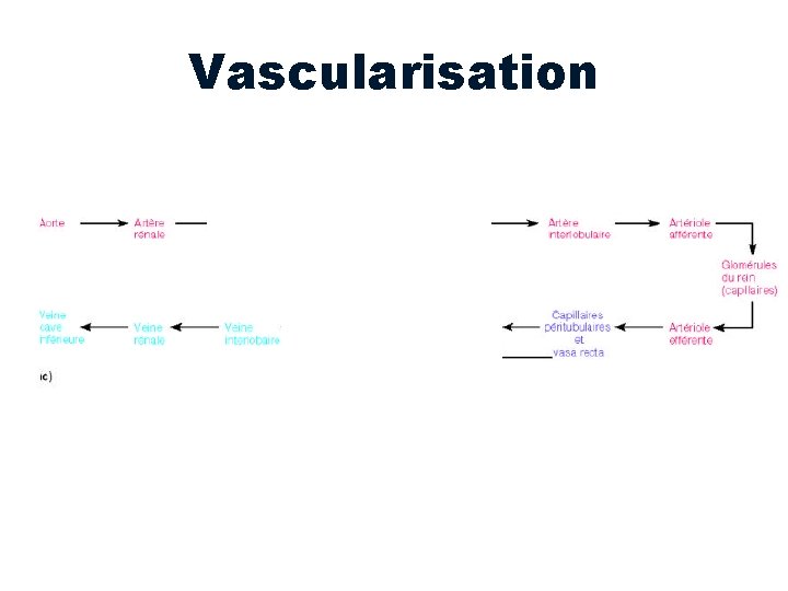 Vascularisation 