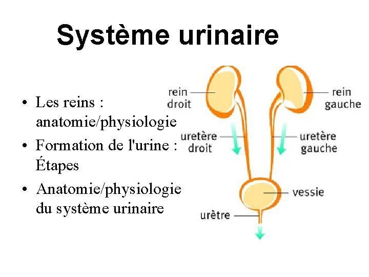 Système urinaire • Les reins : anatomie/physiologie • Formation de l'urine : Étapes •