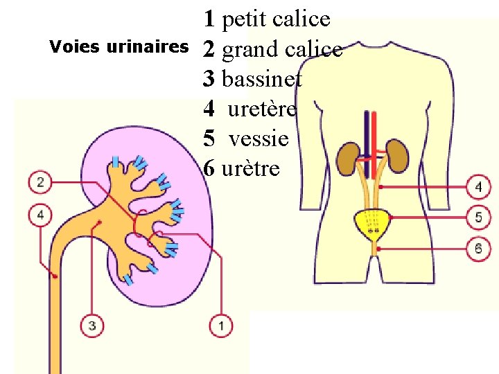 Voies urinaires 1 petit calice 2 grand calice 3 bassinet 4 uretère 5 vessie