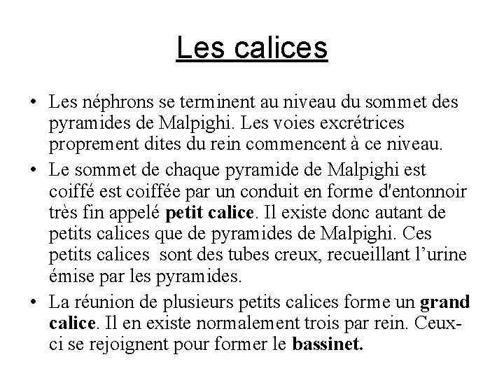 Les calices • Les néphrons se terminent au niveau du sommet des pyramides de