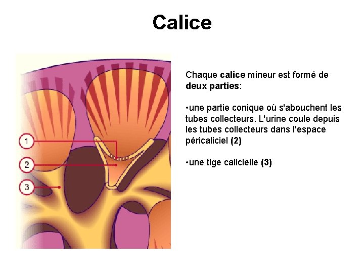 Calice Chaque calice mineur est formé de deux parties: • une partie conique où