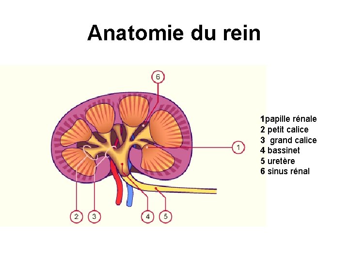 Anatomie du rein 1 papille rénale 2 petit calice 3 grand calice 4 bassinet