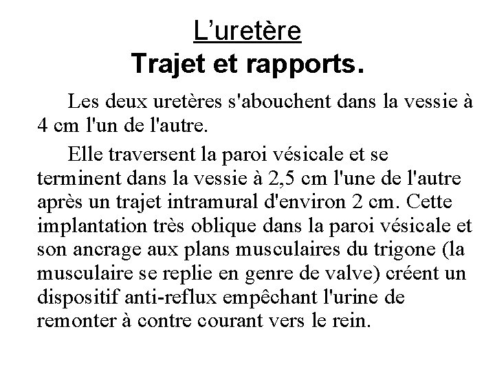 L’uretère Trajet et rapports. Les deux uretères s'abouchent dans la vessie à 4 cm